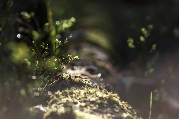 在自然背景上的矮小的灌木叶子 在人工模式下被镜片模糊 明信片的背景是阳光灿烂 是否有关于自然的文章 — 图库照片