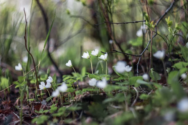 Met Komst Van Lente Kleine Witte Bloemen Met Vijf Bloemblaadjes — Stockfoto