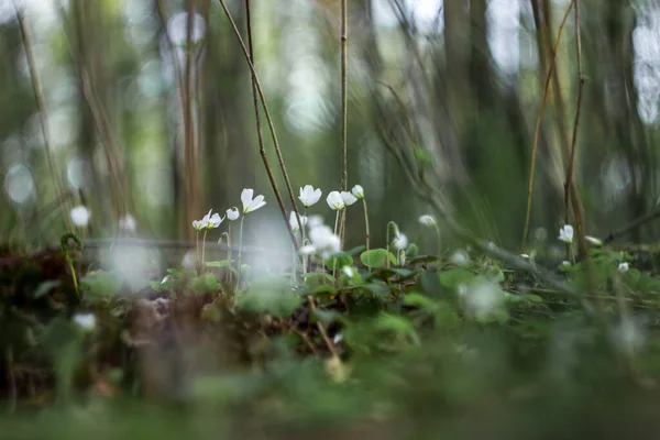 Met Komst Van Lente Kleine Witte Bloemen Met Vijf Bloemblaadjes — Stockfoto