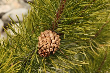 Tek kapalı kahverengi Lodgepole Pinecone (Pinus contorta), Montana 'daki Beartooth Dağları' nda yeşil iğneli bir dalda bulunur.