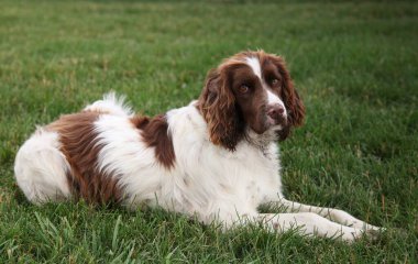 İngiliz Springer Spaniel (karaciğer ve beyaz) köpeği yeşil çimlerin üzerinde yatıyor