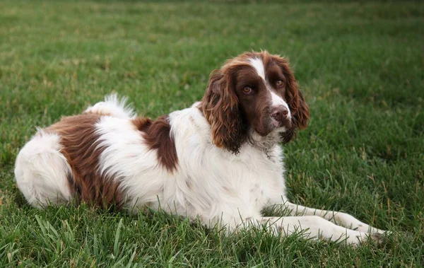 English Springer Spaniel (liver & white) dog on green grass