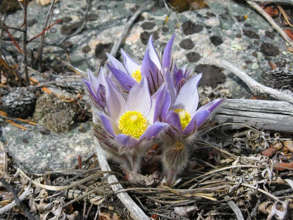 Pasqueflower Prairie Crocus Anemone Patens Fiore Selvatico Viola Nei Monti — Foto Stock