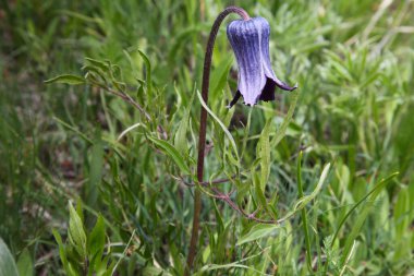 Şeker Kasesi (Clematis hirsutissima) Tütün Kökü Dağları 'nda mor kır çiçeği, Montana