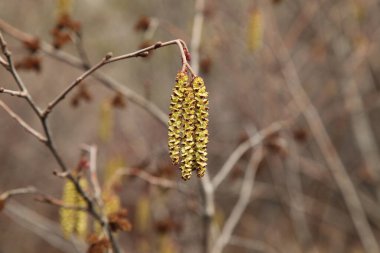Elder (Alnus) çiçekleri Sakaldiş Dağları, Montana 'da