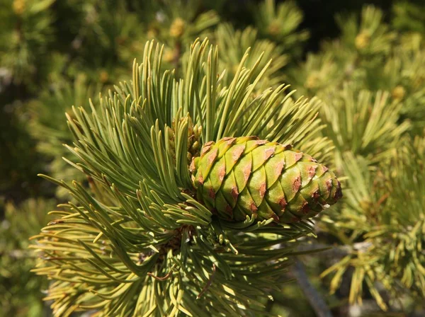 Крупный План Одного Зеленого Конуса Сосны Pinus Flexilis Ветке Дерева — стоковое фото