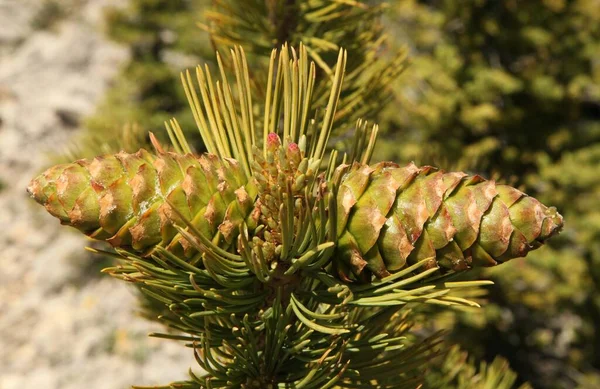 Крупный План Двух Зеленых Шишек Лимбер Пайн Pinus Flexilis Дереве — стоковое фото