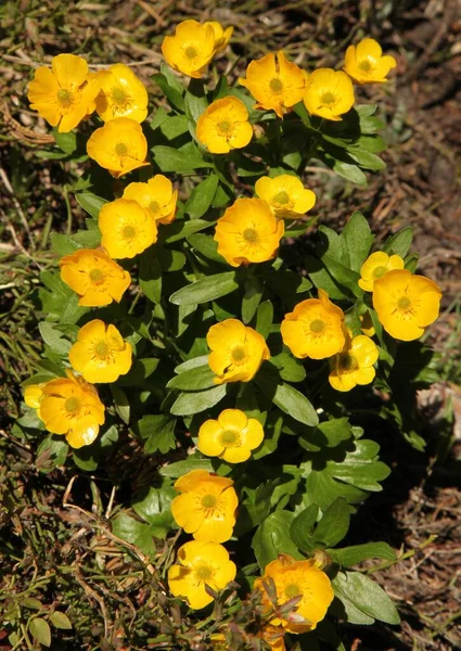 ベアティース山脈 モンタナ州 の早生バターカップ ランヌクルス グラベリムス 黄色の野花 — ストック写真