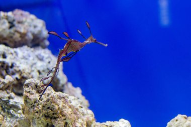 Deniz kenarı, deniz hayvanları.