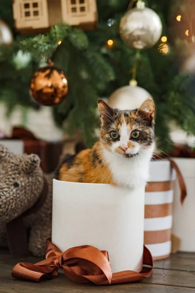 プレゼントとしてクリスマスツリーの下にある美しい子猫 — ストック写真