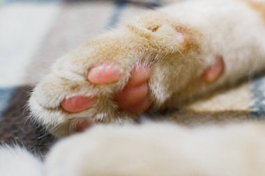 Yumuşak kedi patileri, kedi tüyü