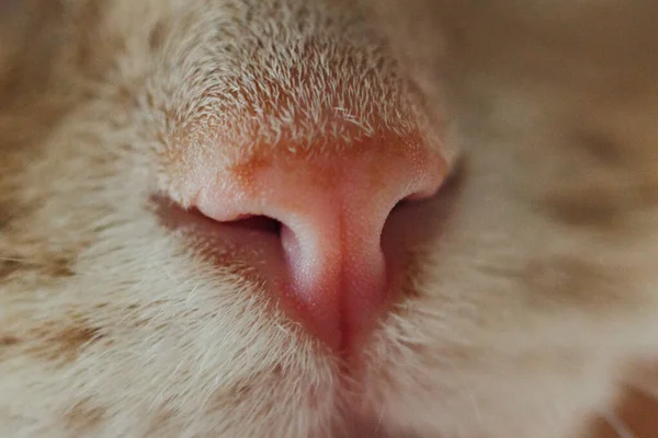 Cat pink nose, cat hair