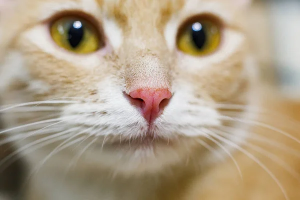Cat pink nose, cat hair