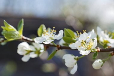 Erik çalıları baharda çiçek açar.