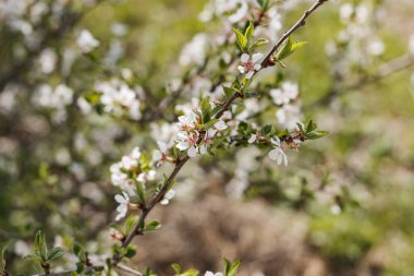 Erik çalıları baharda çiçek açar.