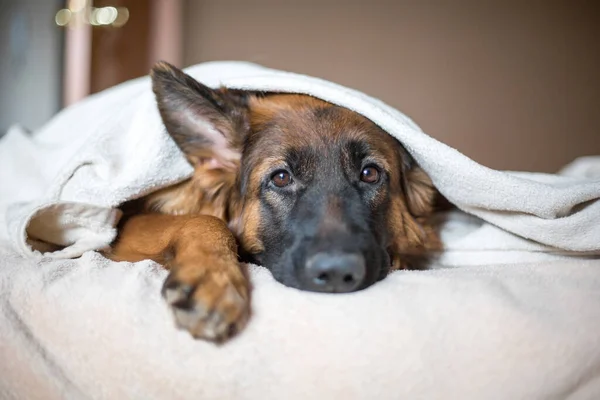 Yatakta Battaniyeli Şirin Alman Kurdu Evde Güzel Bir Köpek Var Stok Fotoğraf