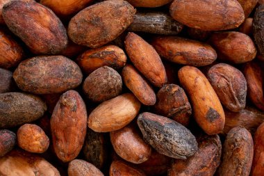 Kakao içme geçmişi. Kakao çekirdeği dokusu yakın plan.. 