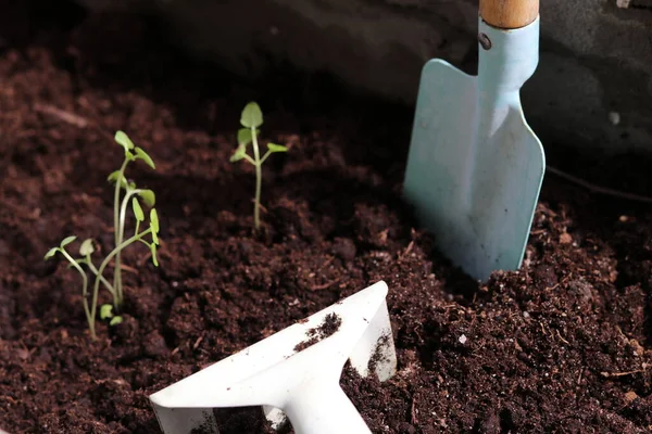 Rake Och Spade Marken Bakgrunden Suddiga Växter Isolering — Stockfoto