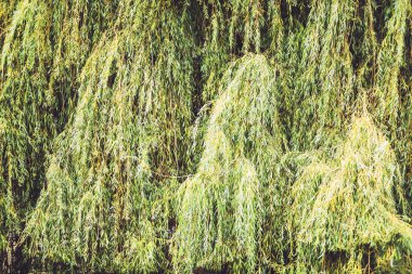 Dokulu ağlayan söğüt