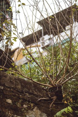 Şehirde büyüyen bir bodur