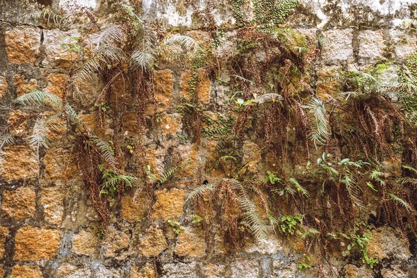 De plant groeit in een stenen muur textuur achtergrond. — Stockfoto