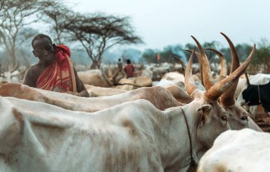 MUNDARI TRIBE, GÜNEY SUDAN - 11 Mart 2020: Kırmızı elbiseli insan çobanı Güney Sudan 'daki kabile üyeleriyle otlarken geleneksel olarak inekleri küle bulayıp küle boyuyor.