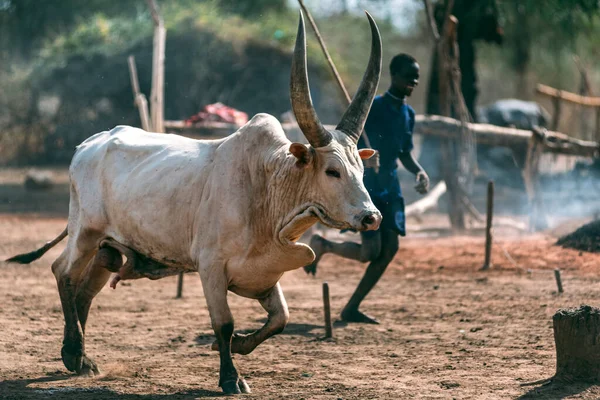 MUNDARI TRIBE, ZUID SUDAN - 11 maart 2020: Witte Ankole Watusi koe rent in de buurt van een etnische persoon in het dorp Mundari Tribe in Zuid-Soedan, Afrika — Stockfoto