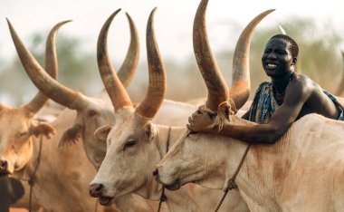 MUNDARI TRIBE, Güney Sudan, Afrika 'da sığır güderken Mundari Kabilesi' nden bir adam Ankole Watusi ineğinin arkasına bir avuç kül fırlatıyor.