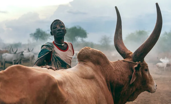 MUNDARI TRIBE, SOUTH SUDAN - MARCH 11, 2020: Teen boy from Mundari Tribe standing behind brown Ankole Watusi cow and looking at camera while herding cattle on pasture in South Sudan, Africa Royalty Free Stock Images