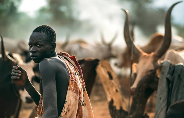 MUNDARI TRIBE, ZUID SUDAN - 11 maart 2020: Man in traditioneel kledingstuk die over de schouder meekijkt terwijl hij Ankole Watusi koeien op weide drijft in de buurt van Mundari Tribe dorp in Zuid-Soedan, Afrika Stockfoto