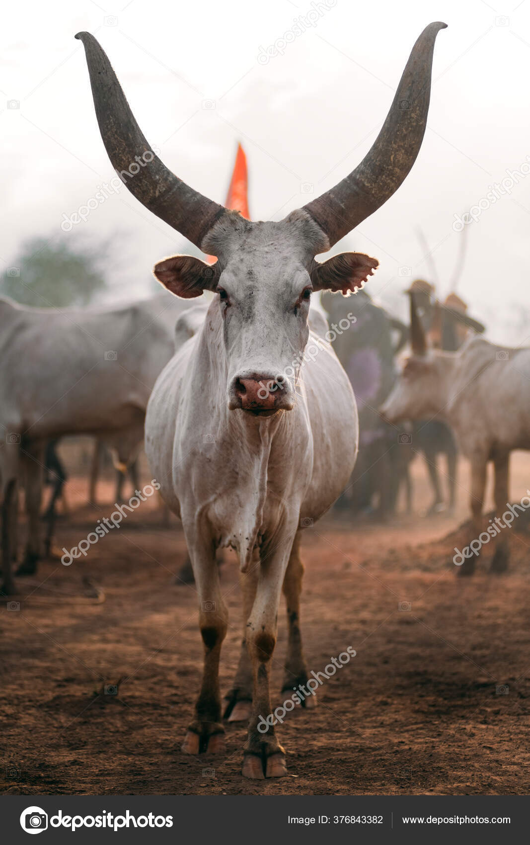 Hvit afrikansk ku med store horn – stockfoto © klublub #376843382, image size:1067x1700