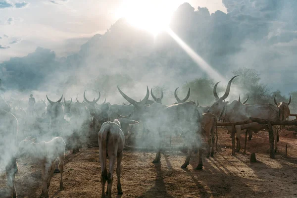 Stádo dobytka pasoucí se v oblacích prachu — Stock fotografie