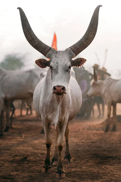 Λευκή αφρικανική αγελάδα με τεράστια κέρατα — Φωτογραφία Αρχείου
