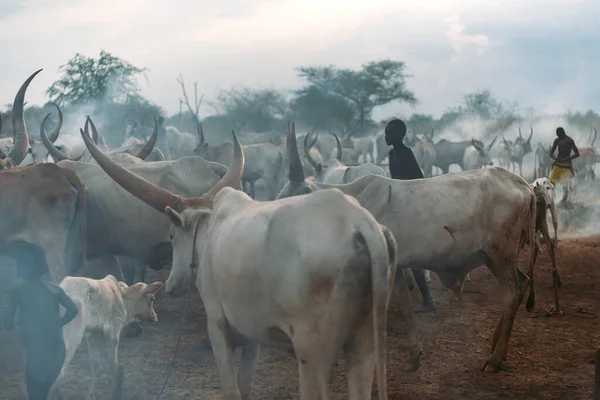 Stock image MUNDARI TRIBE, SOUTH SUDAN - MARCH 11, 2020: People shepherd grazing skinny cows with large sharp horns among smoke in savanna in South Sudan in daytime