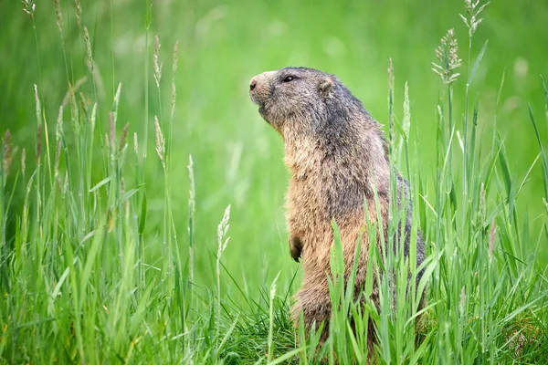 Alpine Marmot Közelkép Marmota Marmota — Stock Fotó