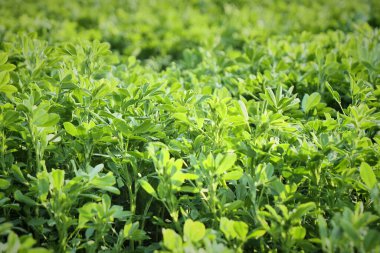 Alfalfa veya lucerne bitkileri Medicago sativa, daimi çiçekli bitki