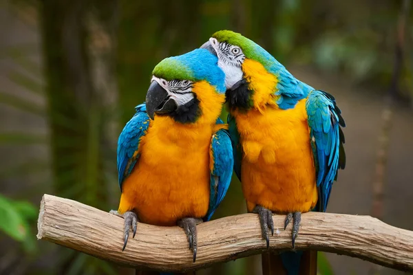 Zwei Blau Gelbe Aras Sitzen Auf Einem Ast Ara Ararauna — Stockfoto