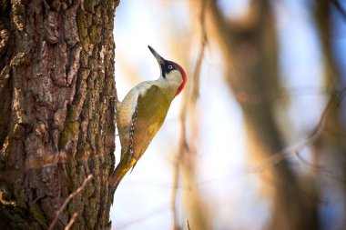 Güzel Kuş, Avrupalı yeşil ağaçkakan Yakın plan (Picus viridis), Ağaçtaki Kuş