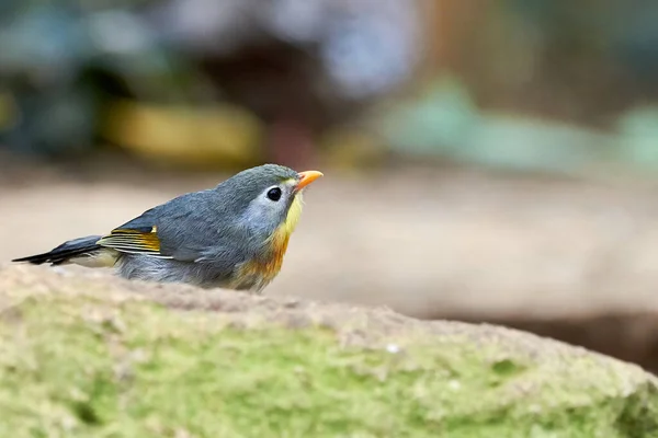 Närbild Rödnäbbad Leiothrix Fågel Leiothrix Lutea — Stockfoto