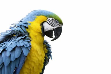 Mavi-sarı papağan beyaz üzerine izole edilmiştir (Ara ararauna)