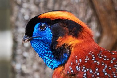 Temminck 'in tragopan başı yakın plan (Tragopan temminckii)