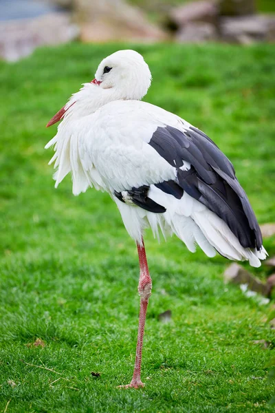 自然栖息地 西科尼亚西科尼亚 的白鹤斗篷 — 图库照片