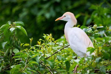Doğal habitatta sığır yemi (Bubulcus ibis)