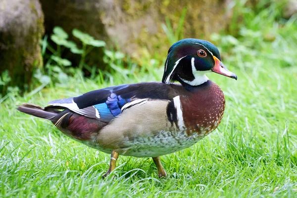 Wood Duck Carolina Duck Aix Sponsa — Stock Photo, Image