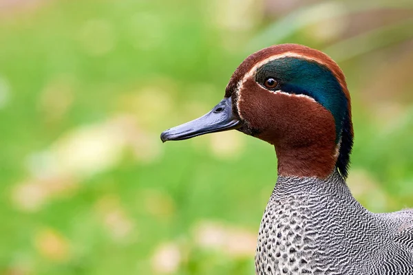 Eurasian Teal Head Closeup Anas Crecca Common Teal — Stock Photo, Image