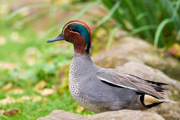 Eurasian Teal Natural Habitat Anas Crecca Common Teal — Stock Photo, Image