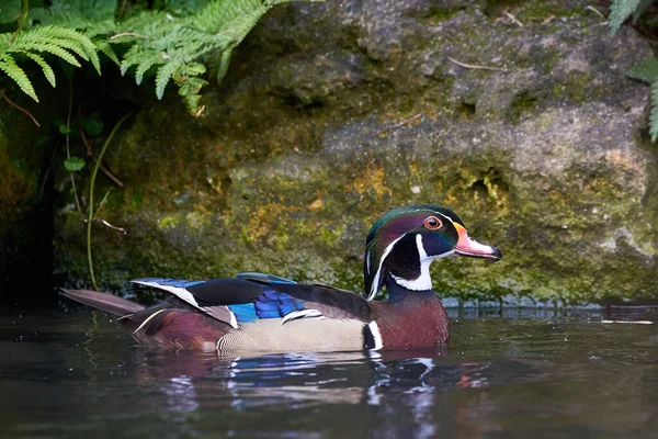 Wood Duck Carolina Duck Swimming Aix Sponsa Natural Habitat — Stock Photo, Image