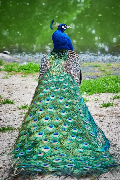 Indian Peafowl Closeup Pavo Cristatus — Stock Photo, Image
