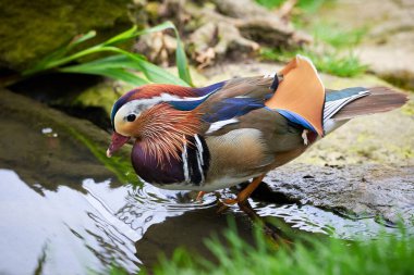 Doğal ortamda Mandarin ördeği (Aix galericulata)