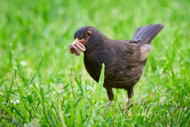 Gagasında kurtçuklar olan yaygın bir karatavuk (Turdus merula)